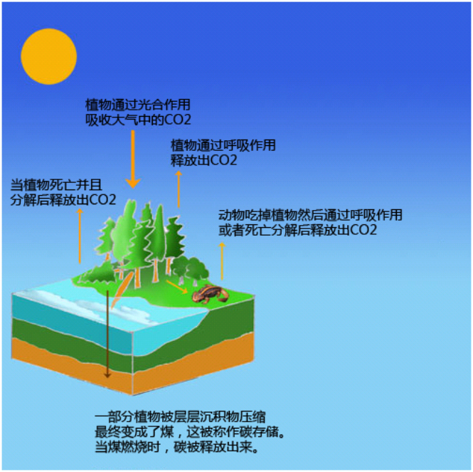 煤是一種化石燃料，所以燒煤產(chǎn)生的CO2排放量較高.png